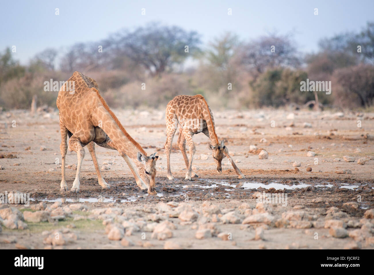 Girafe à un trou d'eau Banque D'Images