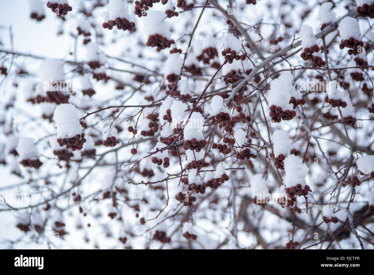 Rowan rouge dans la neige Banque D'Images
