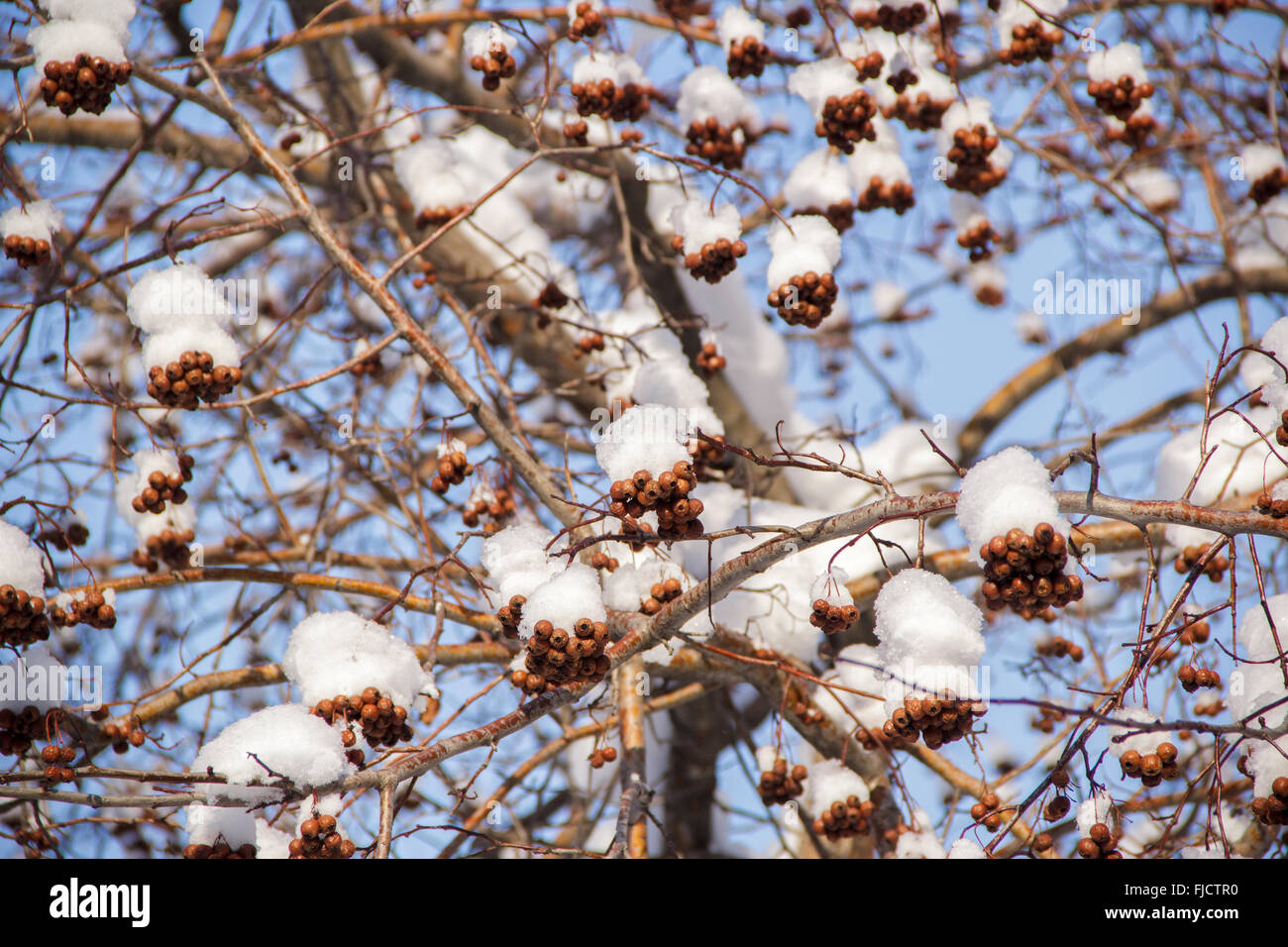 Rowan rouge dans la neige Banque D'Images