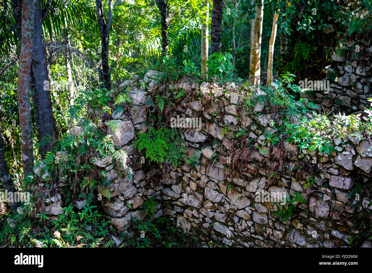 Mur de pierre couvert de plantes dans une forêt tropicale. Ruines de maisons d'esclaves à Cuba Banque D'Images