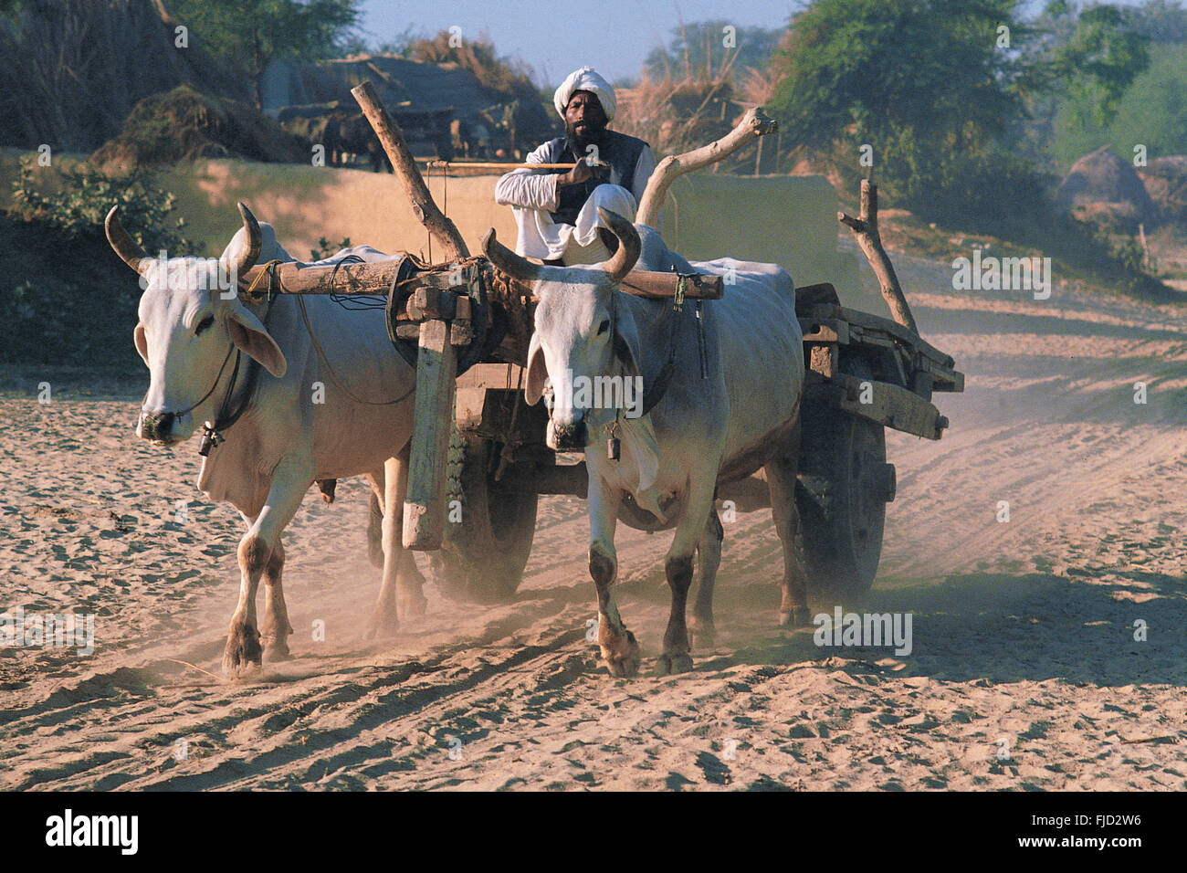 Chariot Bullock dans le village, delhi, inde, asie Banque D'Images