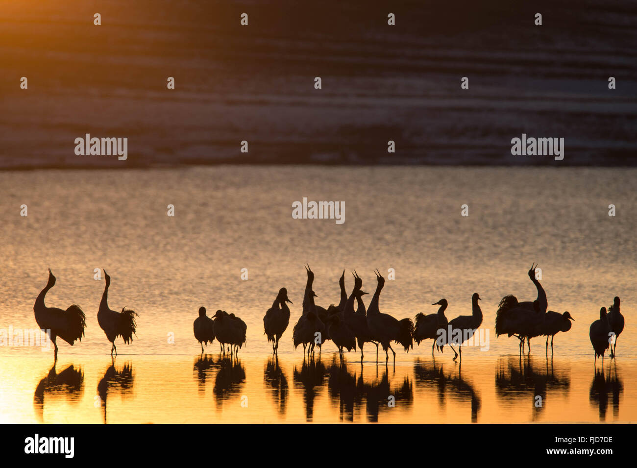 Zhaotong. 28 Février, 2016. Photo prise le 28 février 2016 montre des grues à col noir hurlant à la zone humide en Dahaizi Dashanbao Zhaotong Ville, le sud-ouest de la province chinoise du Yunnan. Après le retour des terres agricoles en prairies et milieux humides, la grue à col noir Dashanbao réserve naturelle, qui a été construit en 2003, a vu le nombre de grues à col noir que l'hiver ici augmenter de 300 à environ 1200 en 2015. © Hu Chao/Xinhua/Alamy Live News Banque D'Images