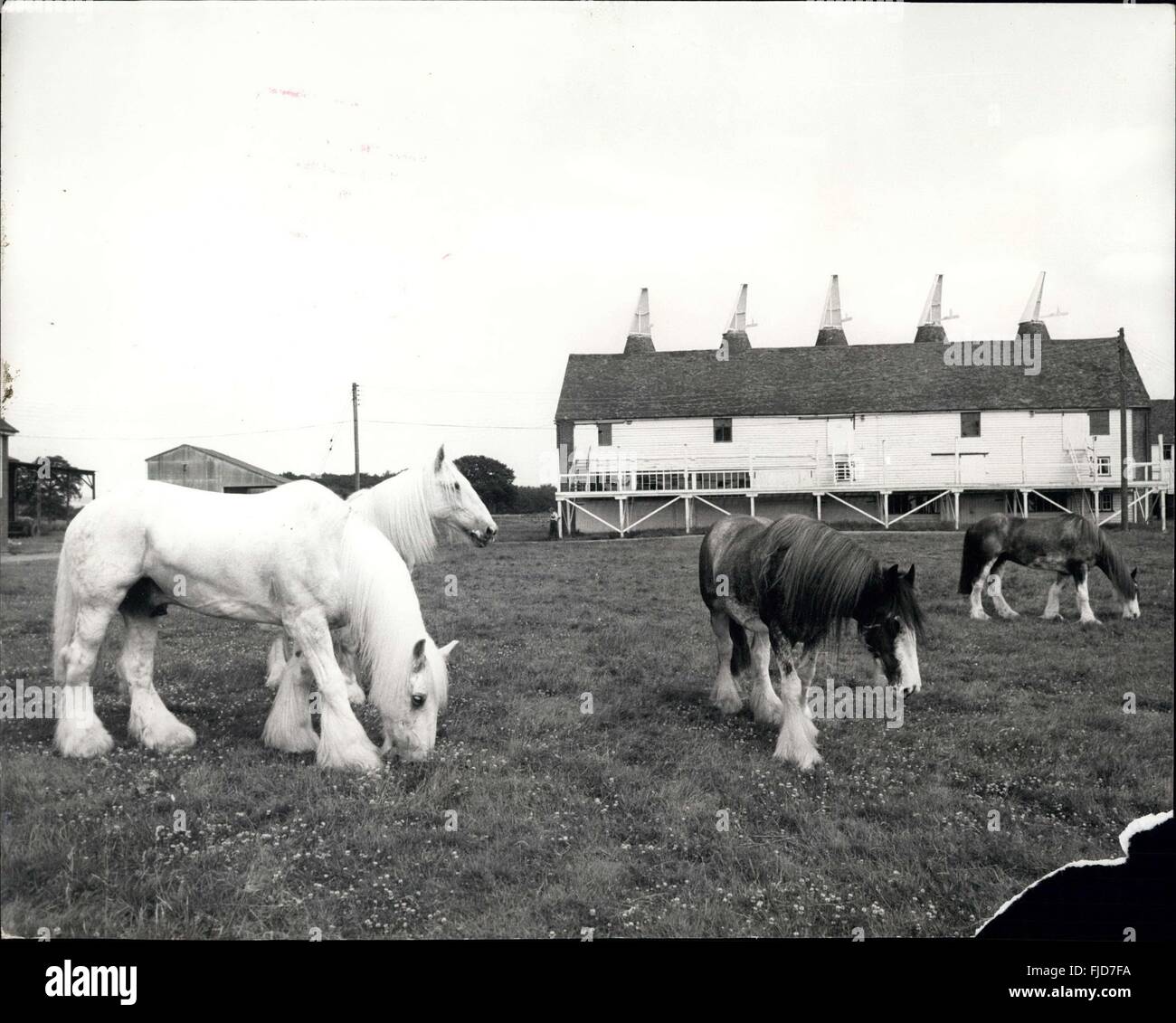 1968 - Les Jours heureux pour la liberté : Drays modifié en dernier pour les chevaux qui travaillent dur Dray pour 11 mois de l'année tirer transporter le London browary drays de tirer l'Éternel du maire car, comme ils ont commencé un mois de vacances à la ferme dans le Kent tableau blanc hier. La photo montre une partie de l'bbread avec Shire Horse profitez d'une journée tranquille au début de leur mois de vacances à Bltring hier. © Keystone Photos USA/ZUMAPRESS.com/Alamy Live News Banque D'Images