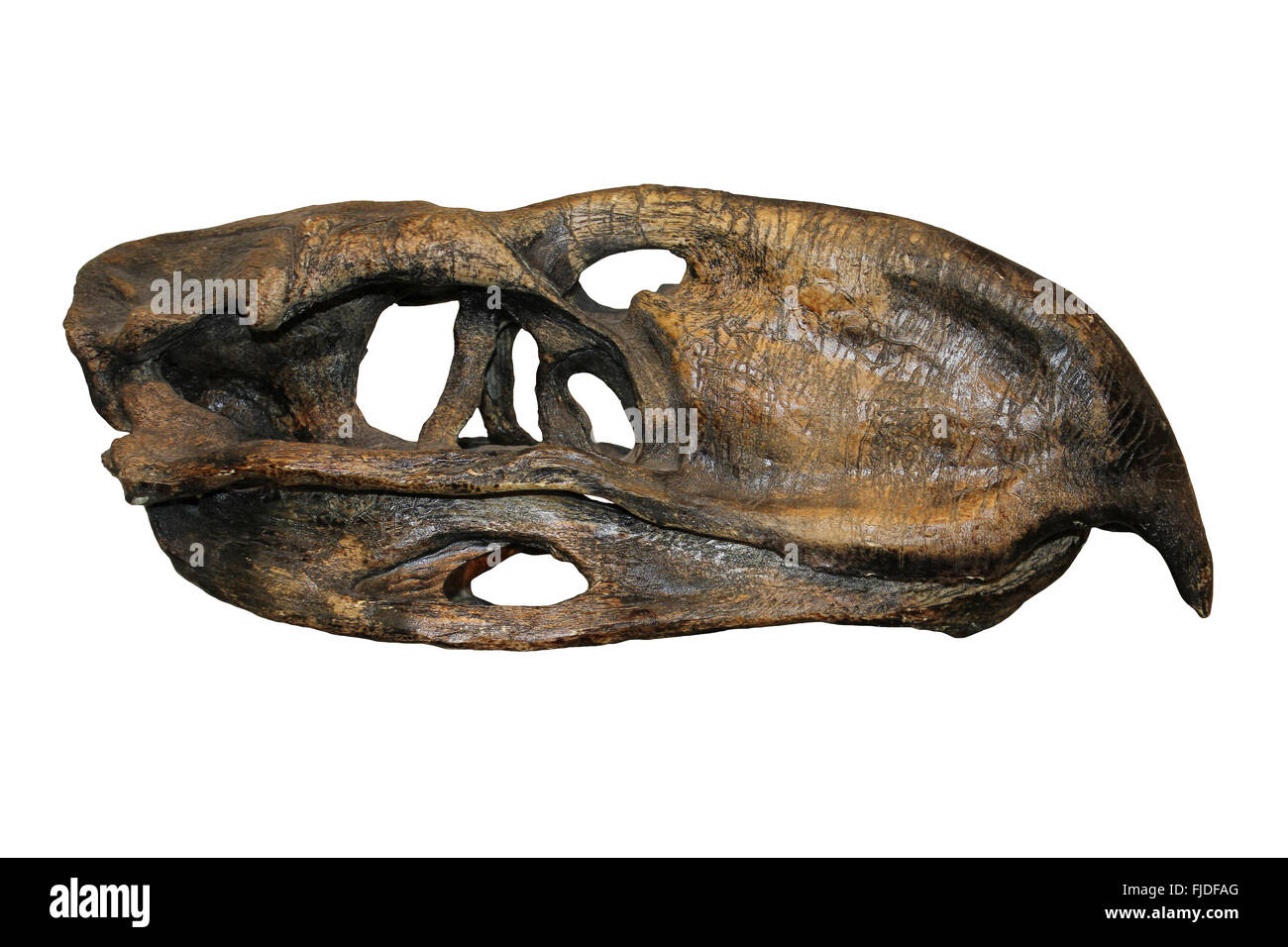 La terreur Bird Skull Phorusrhacos longissimus Amérique du Sud a propos de l'enseignement supérieur 45-25 millions d'années Banque D'Images