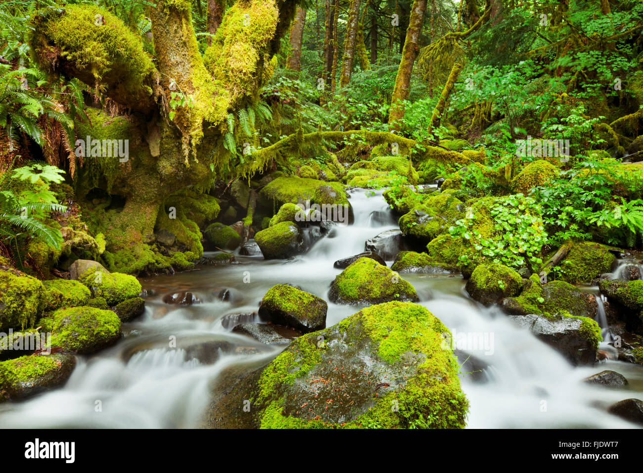 Un ruisseau à travers forêt tropicale luxuriante dans la Columbia River Gorge, Oregon, USA. Banque D'Images