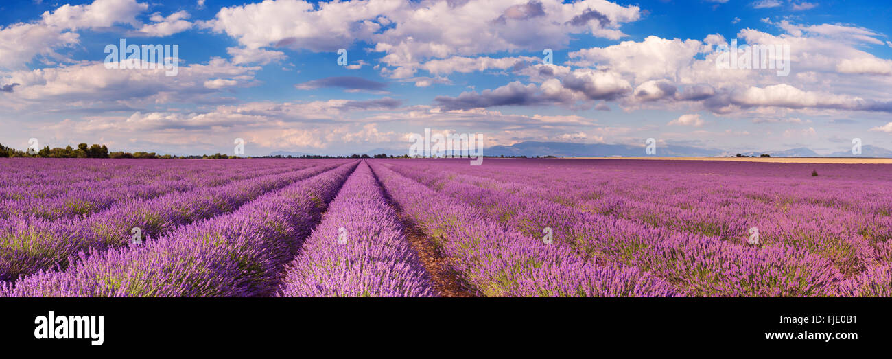 Les champs de lavande en fleurs sur le plateau de Valensole en Provence dans le sud de la France. Banque D'Images
