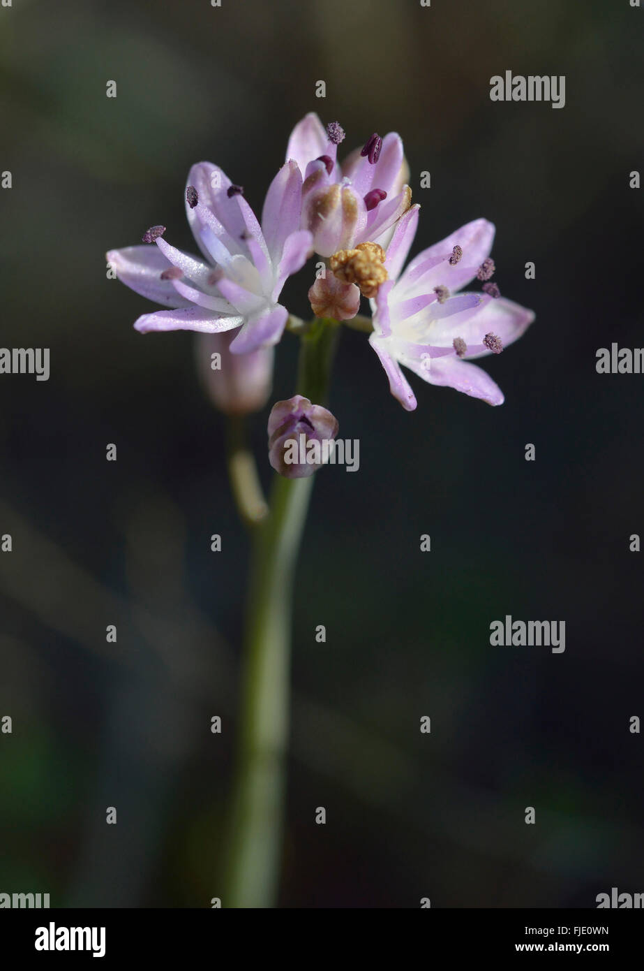 Automne - Squill Scilla autumnalis fleur sauvage de Chypre Banque D'Images