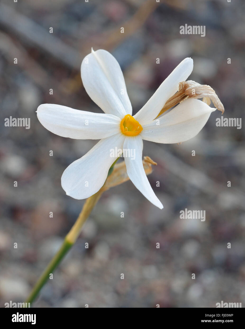 Narcissus serotinus Petite Floraison Automne Blub Narcisse Banque D'Images