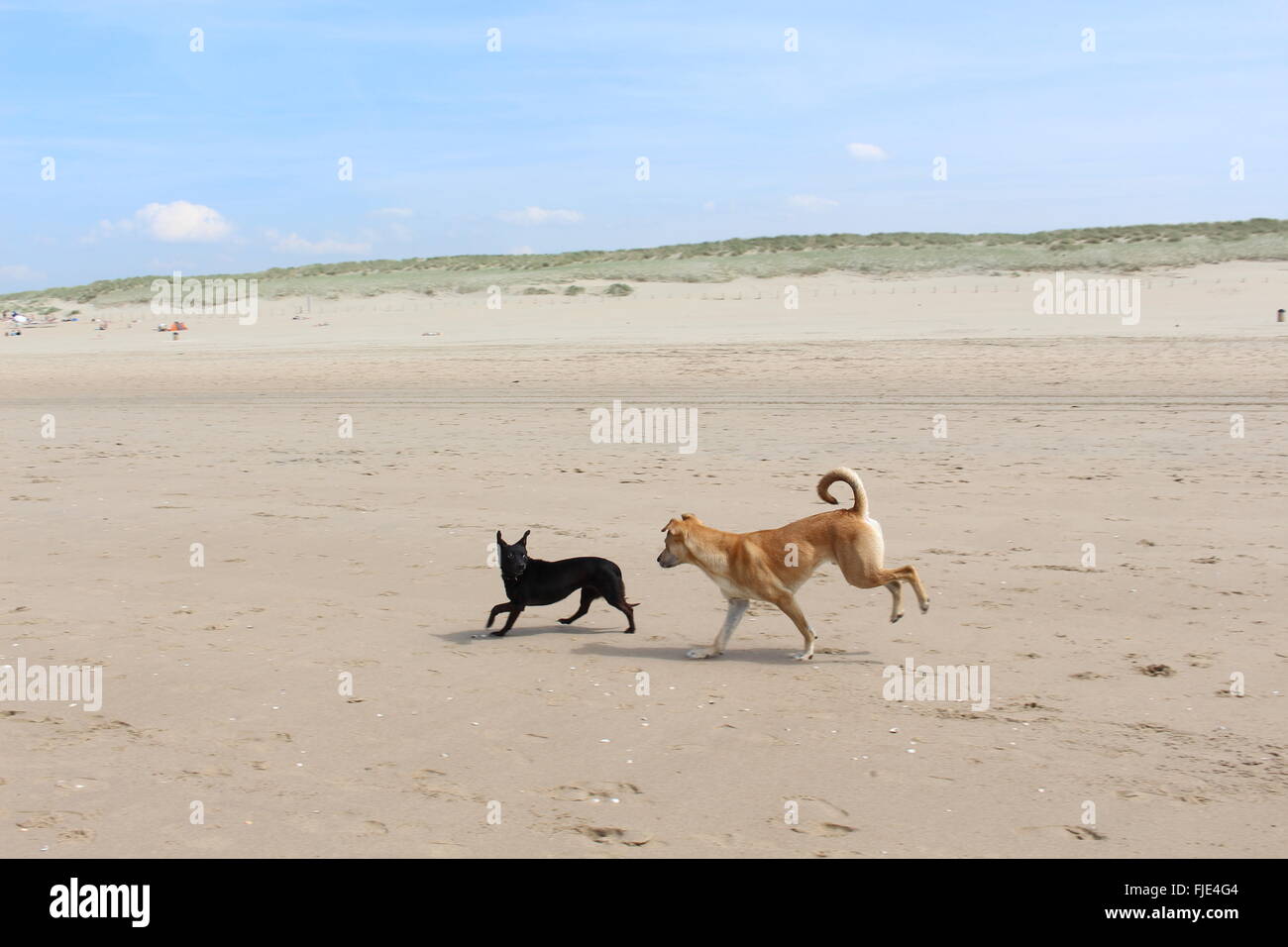 Les chiens jouent au Beach Banque D'Images