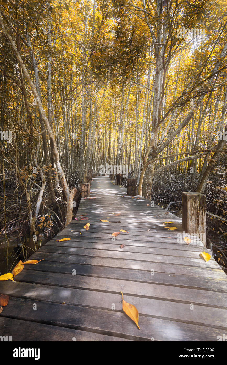 L'automne,la forêt de mangrove et pont de bois Banque D'Images