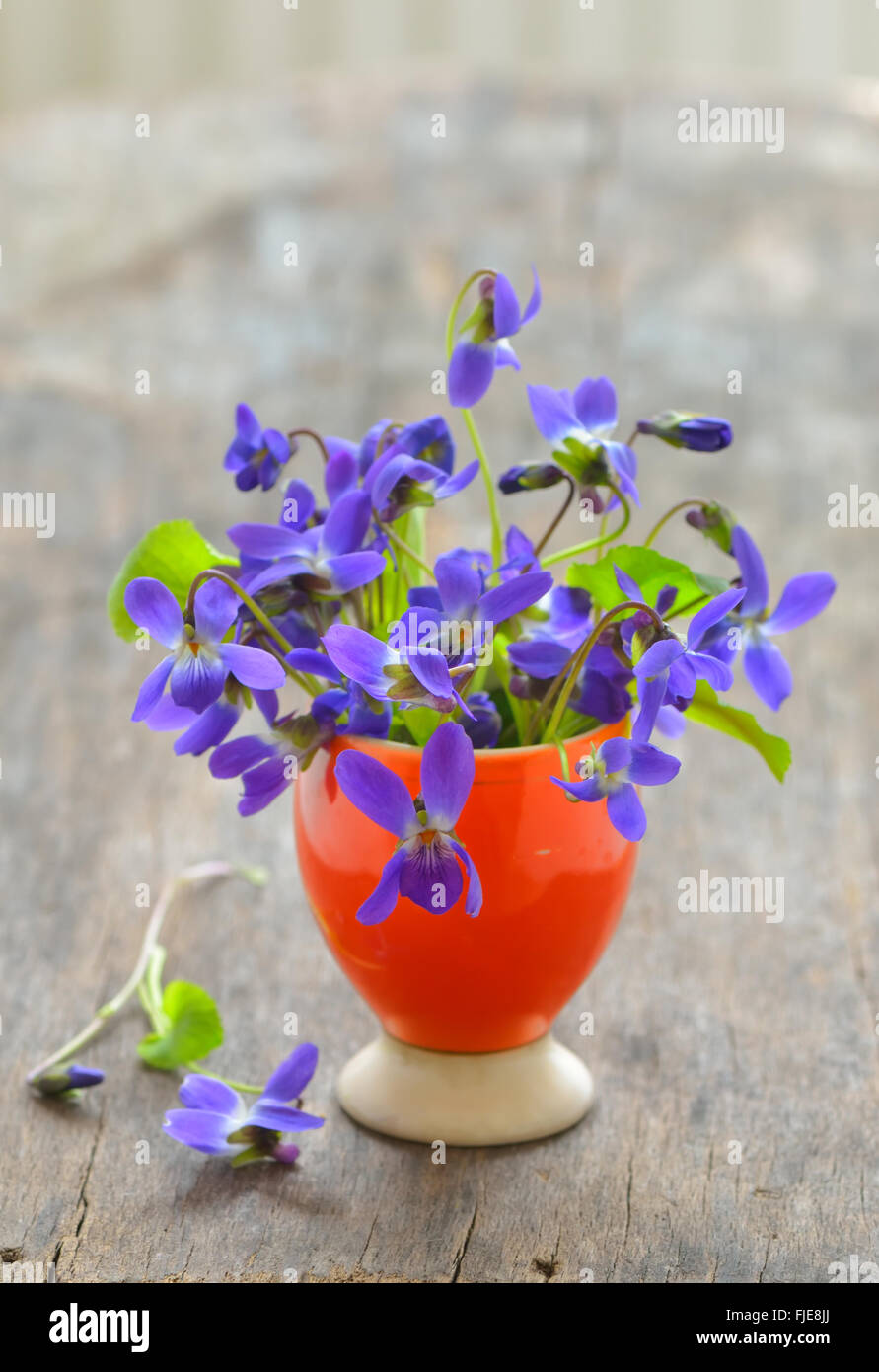 Fleurs de violette (Viola odorata) sur fond de bois Banque D'Images