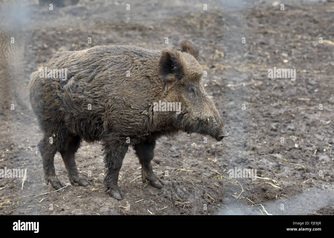 Le sanglier ou cochon sauvage en forêt Banque D'Images