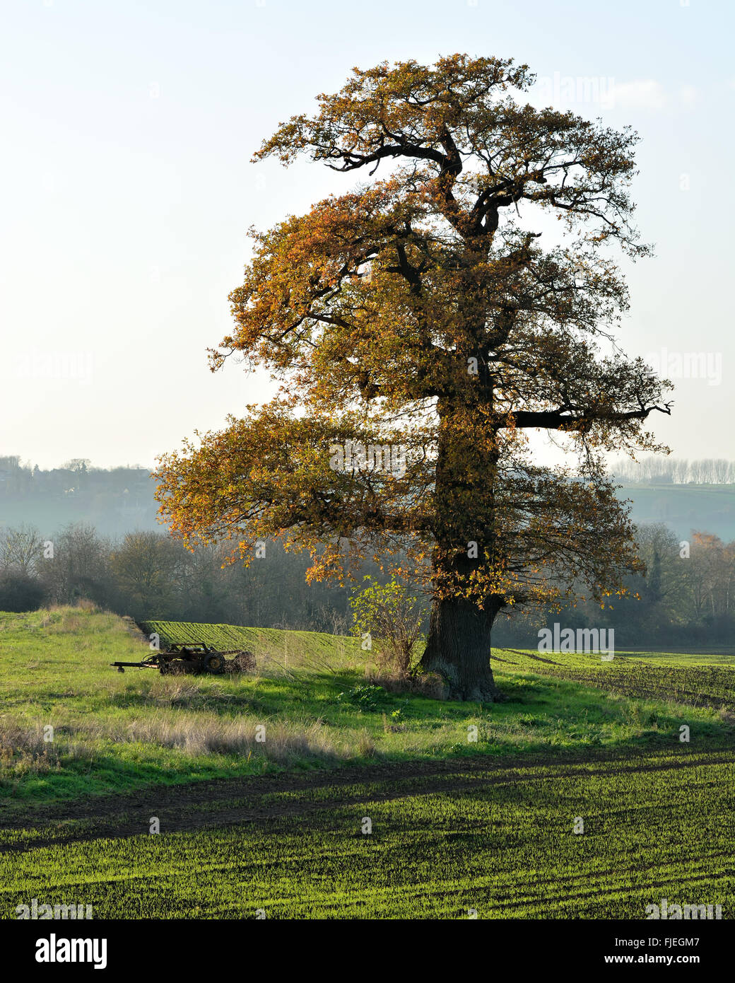 Le chêne pédonculé (Quercus robur) sur les terres agricoles. Une scène d'hiver en milieu rural dans le Somerset, Royaume-Uni, dominé par un grand chêne casting shadow Banque D'Images