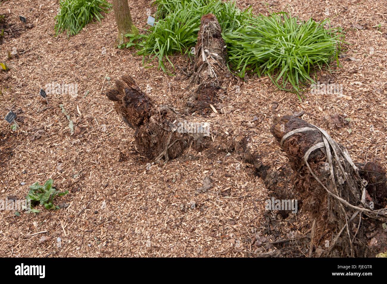 Gunnera manicata couronnes sur un jour hivers, RHS Garden Rosemoor Banque D'Images