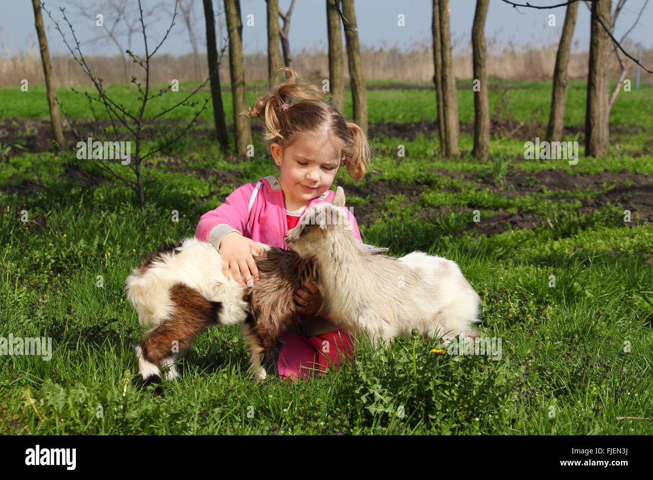 Enfant jouer avec deux petites chèvres Banque D'Images