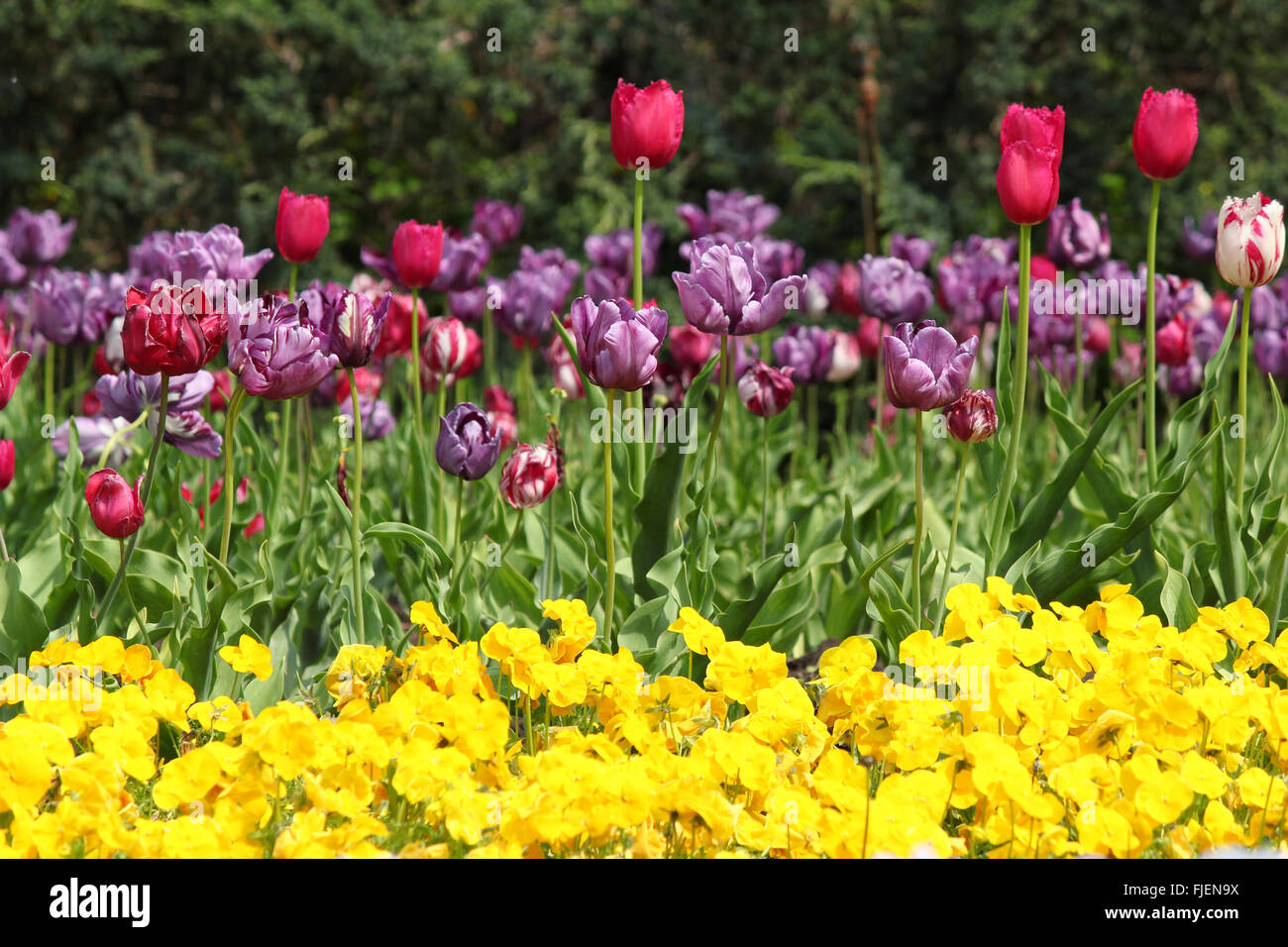 Jardin fleuri avec tulip Banque D'Images