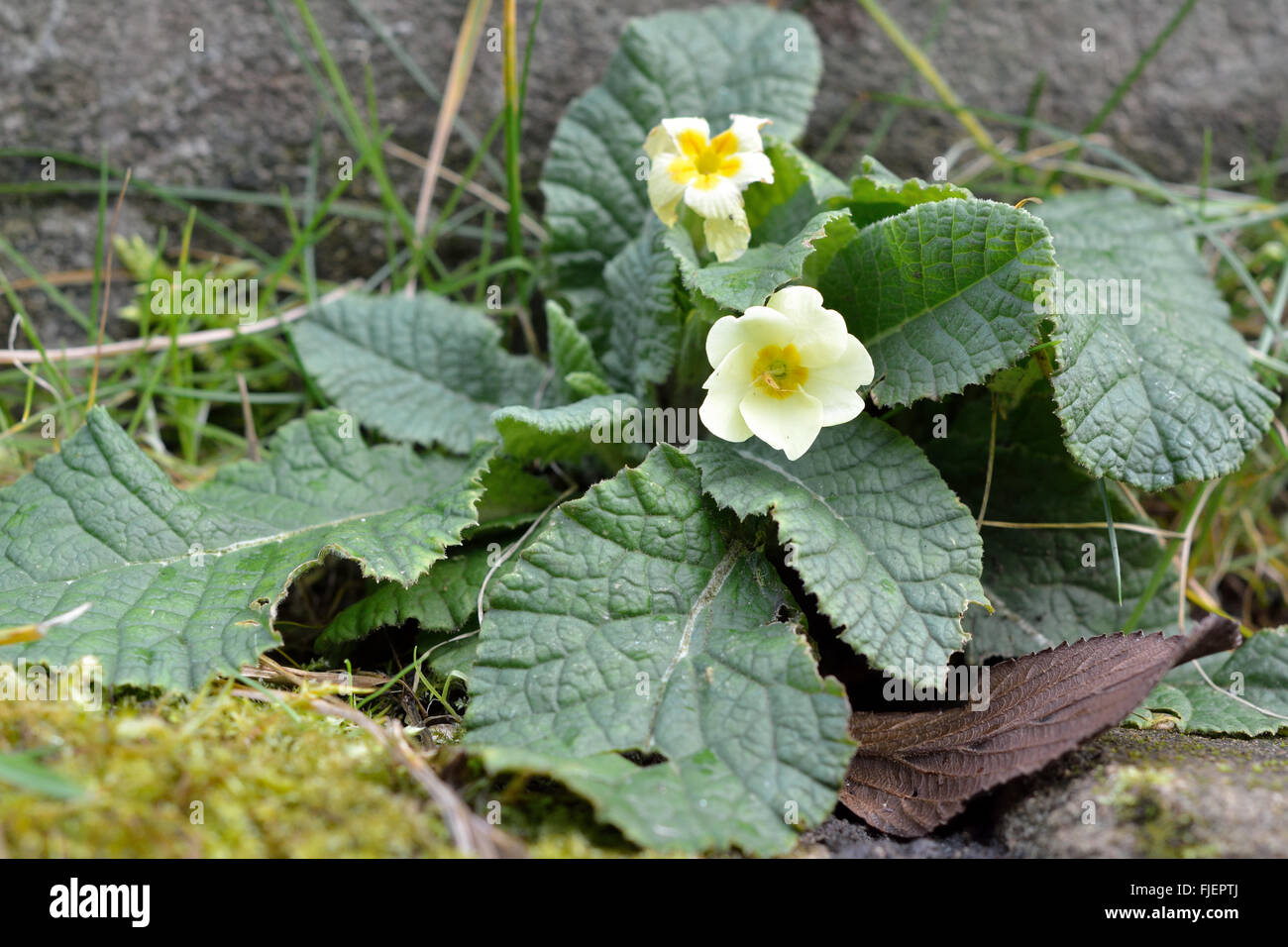 (Primrose Primula vulgaris). Fleurs de Printemps jaune de plante de la famille Primulaceae, la floraison dans un bois britannique Banque D'Images