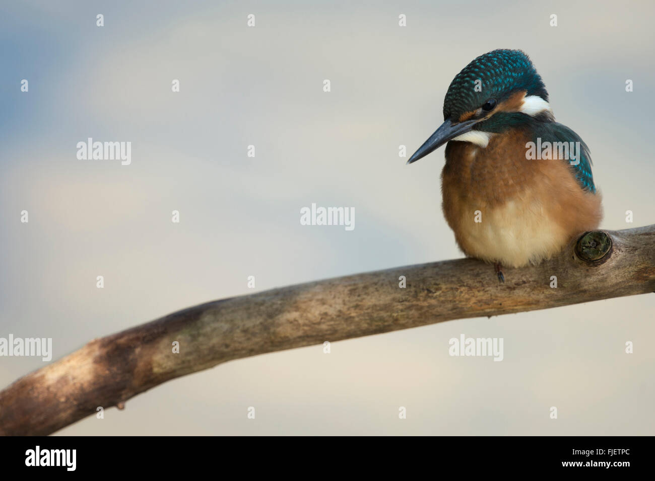 Kingfisher Kingfisher / COMMUNE / Optimize Alcedo atthis ( ) jeune oiseau, perché sur une branche, concentré sur la chasse. Banque D'Images