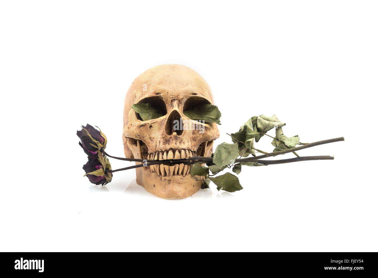 Still Life, crâne et rose sec isolated on white Banque D'Images