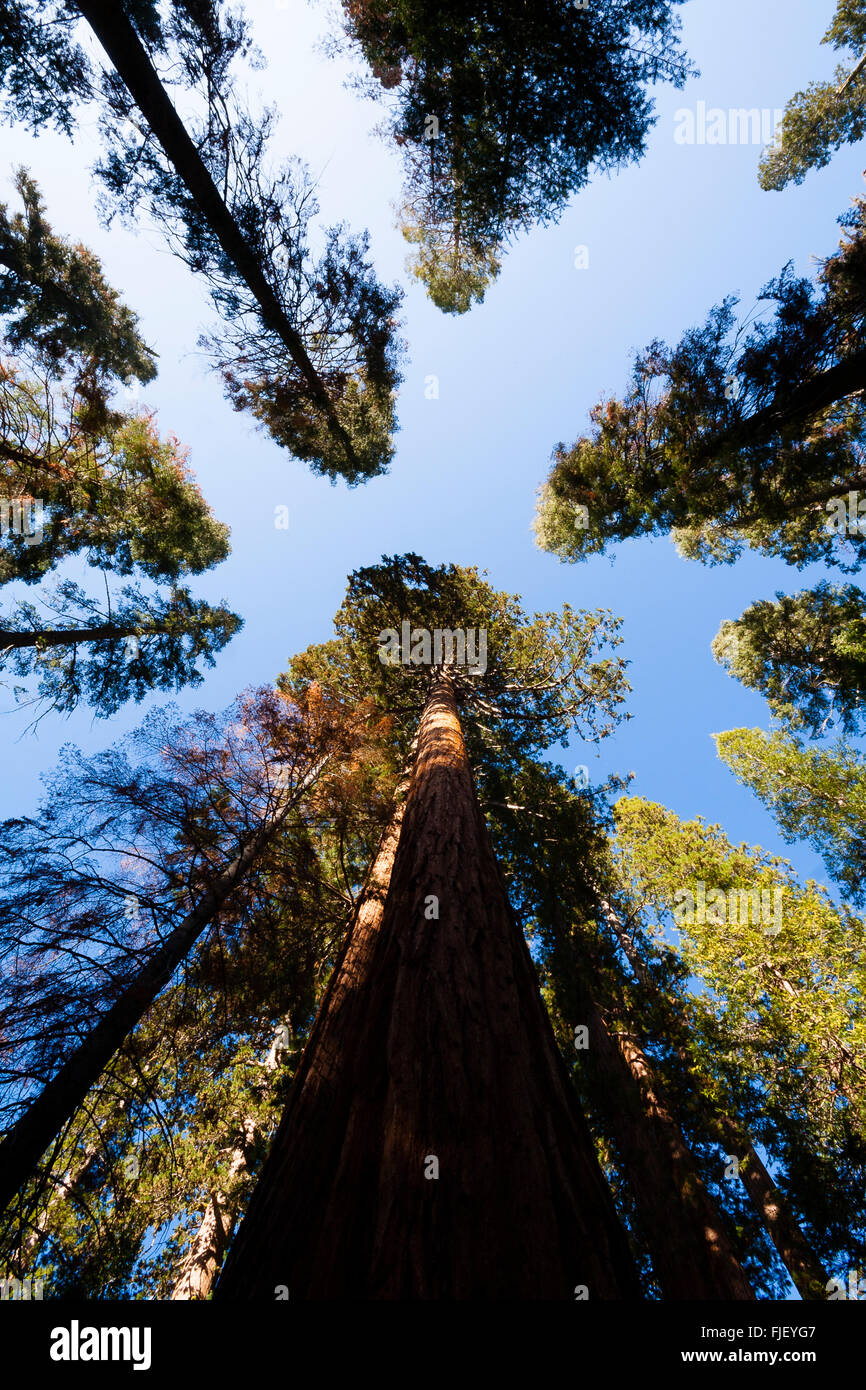 Le Yosemite, California, USA. Les arbres Séquoia énorme vue depuis le sol. Banque D'Images