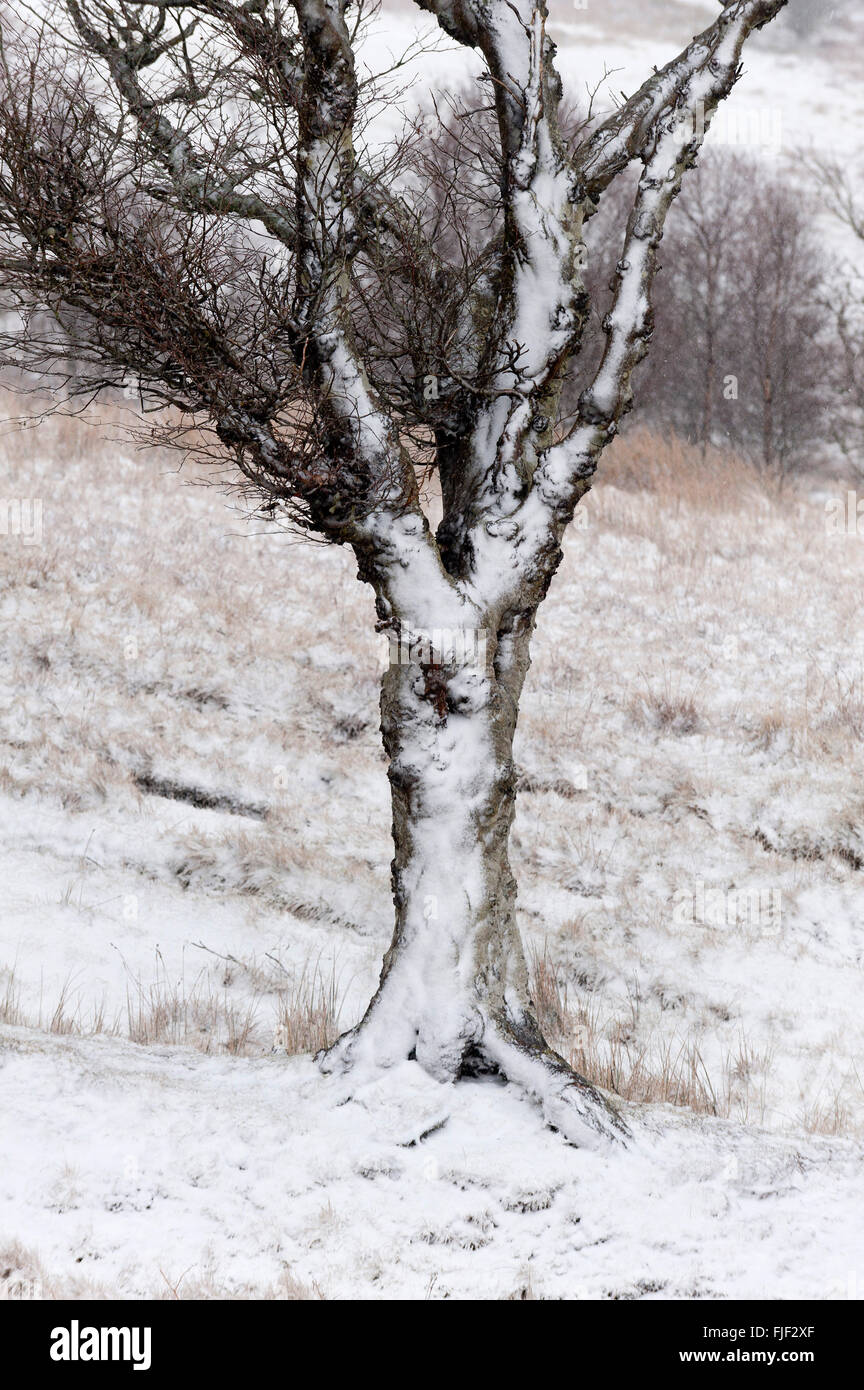 La chapelle, Powys, Wales, UK. 2 mars 2016. Météo France : Les arbres sont vus brûlés par la neige et la glace pendant un blizzard entre la chapelle et Garth, ce matin sur le haut de la lande de Mynydd Epynt gamme. Une tempête de neige, de grêle, de grésil et de vents jusqu'à environ 50 mph a frappé la haute terre dans Powys, Pays de Galles, ce matin. Credit : Graham M. Lawrence/Alamy Live News. Banque D'Images