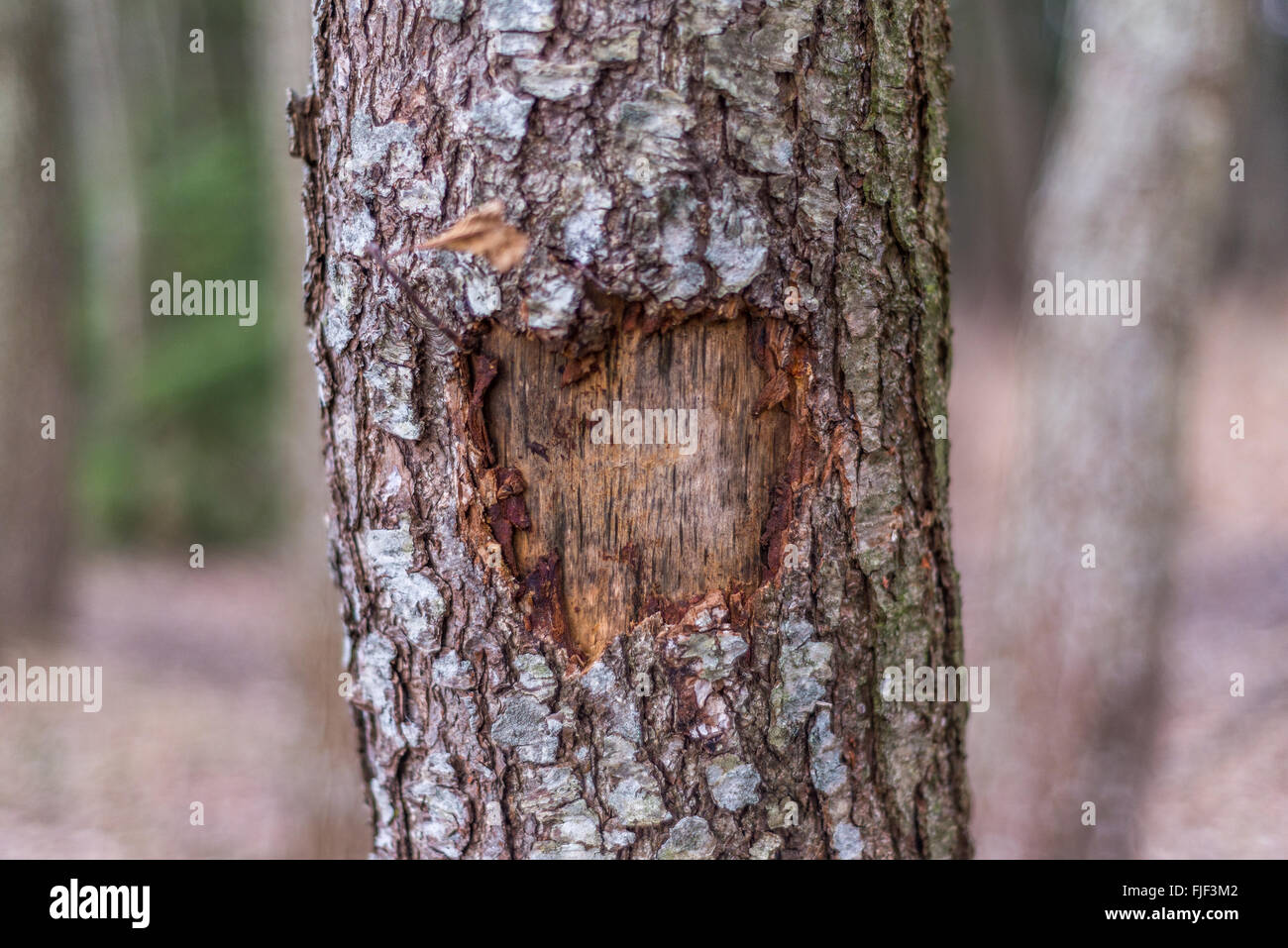 L'écorce des arbres pèle du Banque D'Images
