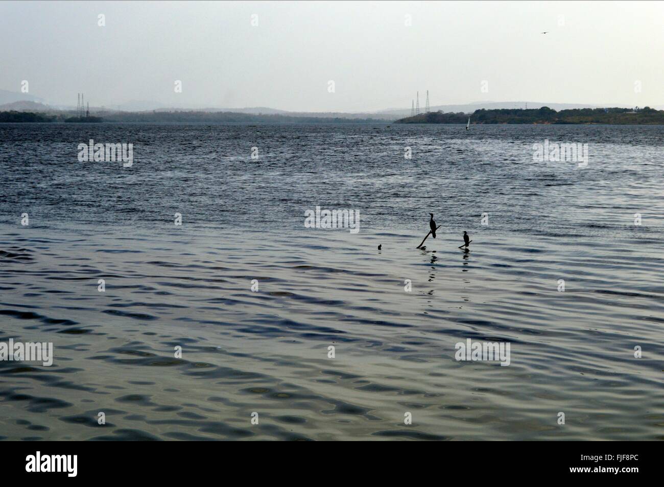 Oiseaux pêche , perché sur une branche dans la rivière Caroni, État de Bolivar, Venezuela Banque D'Images