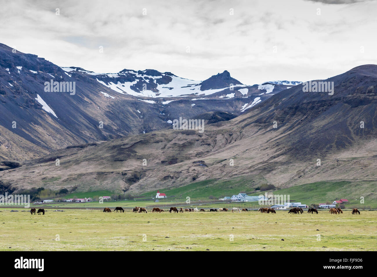 Chevaux islandais, Equus ferus caballus, dans le champ en Islande avec des montagnes enneigées Banque D'Images