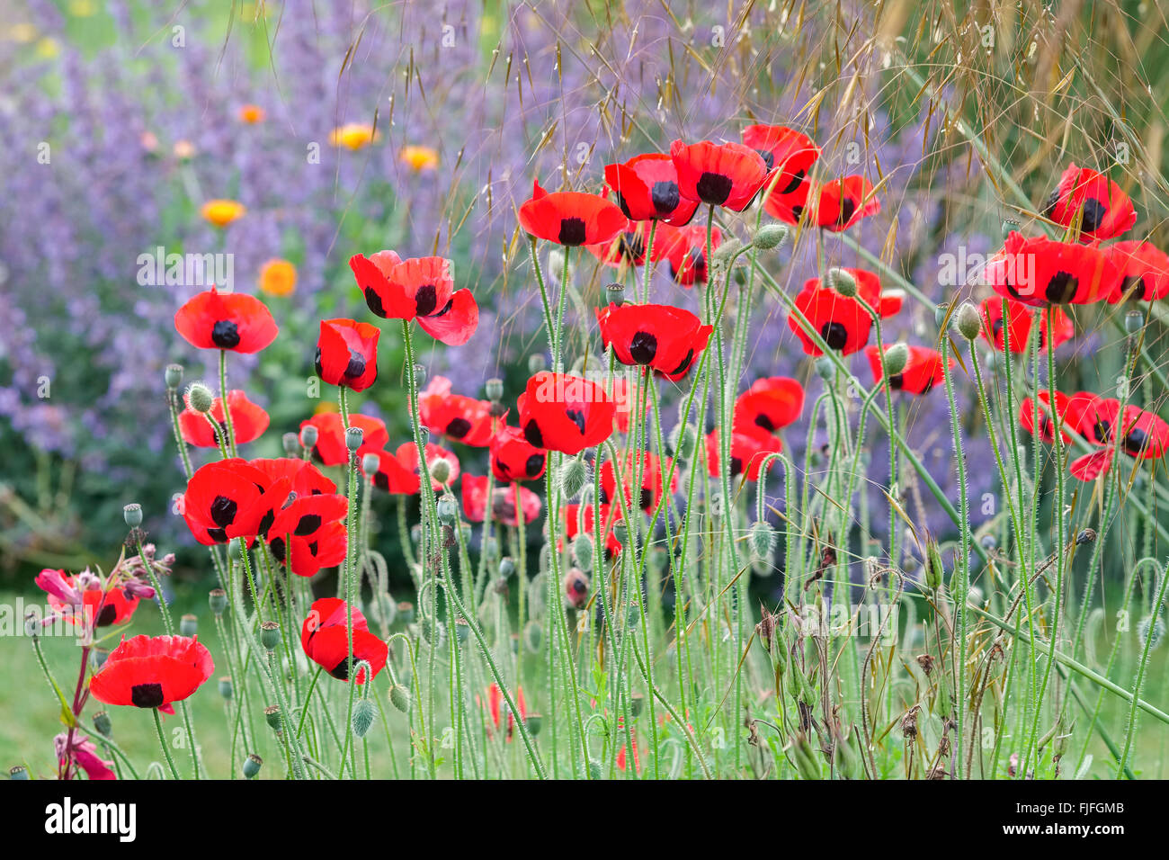 Ladybird Coquelicots Papaver commutatum - avec Nepeta Banque D'Images