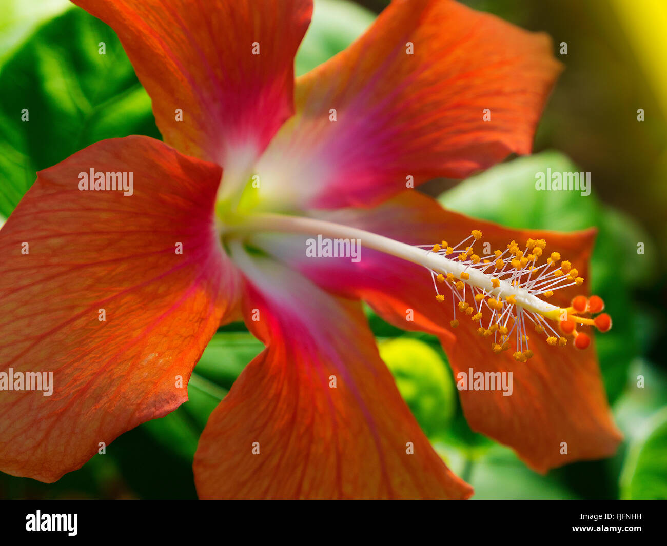 Fleur d'Hibiscus rouge tête dans la nature avec peu de profondeur de champ Banque D'Images Fleur d'Hibiscus rouge tête dans la nature avec peu de profondeur de champ Banque D'Images