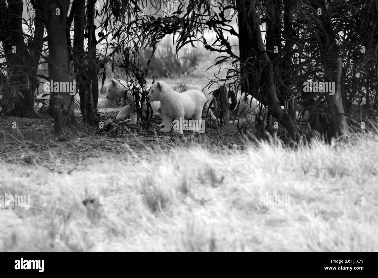 Trois lionceaux blancs (Panthera leo krugeri) au Parc du Lion Drakenstein, Klapmuts, Cape Winelands, Afrique du Sud. Banque D'Images
