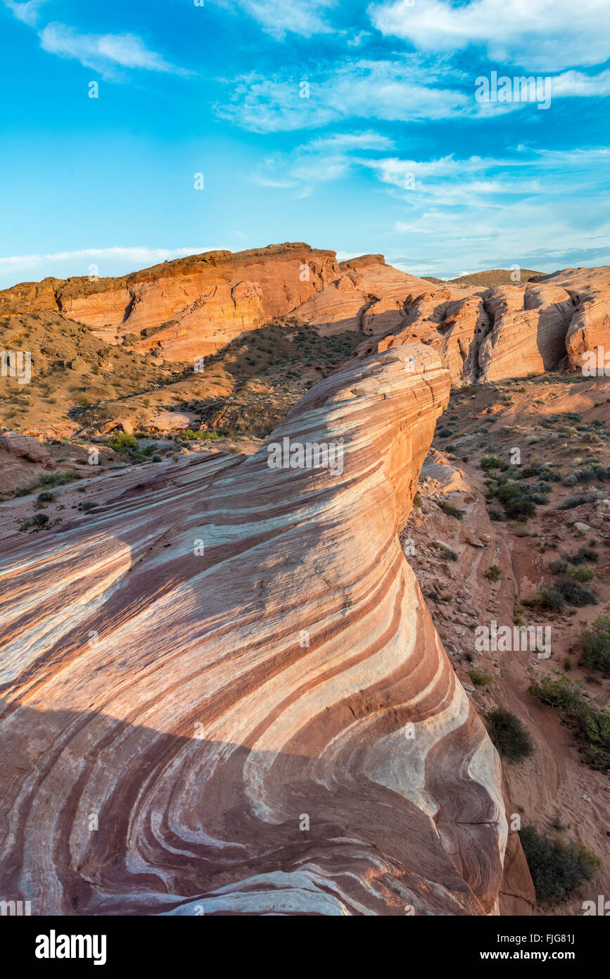Fire vague dans la lumière du soir, rock formation, lézard à dormir derrière, la Vallée de Feu State Park, Nevada, USA Banque D'Images