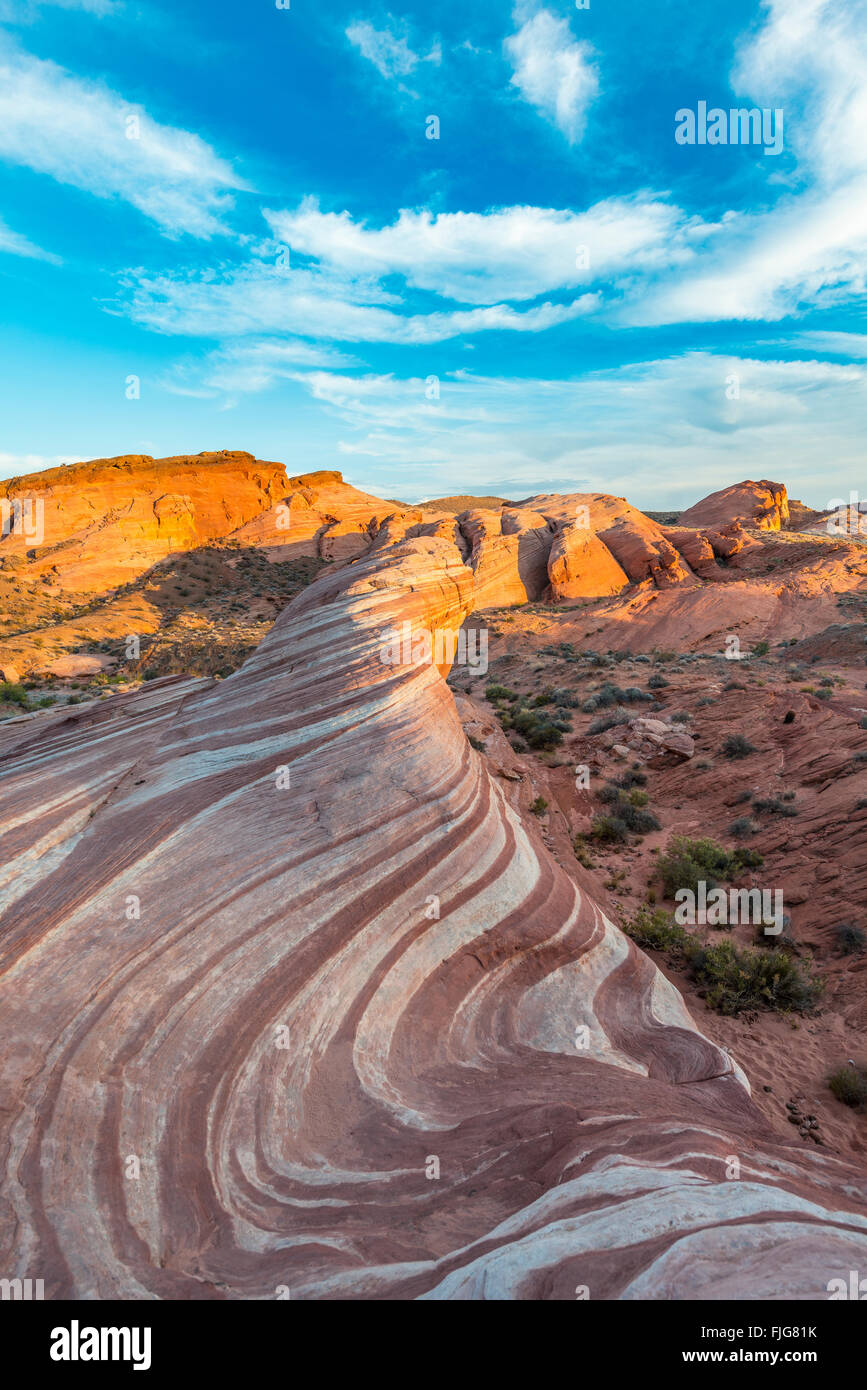 Fire vague dans la lumière du soir, rock formation, lézard à dormir derrière, la Vallée de Feu State Park, Nevada, USA Banque D'Images