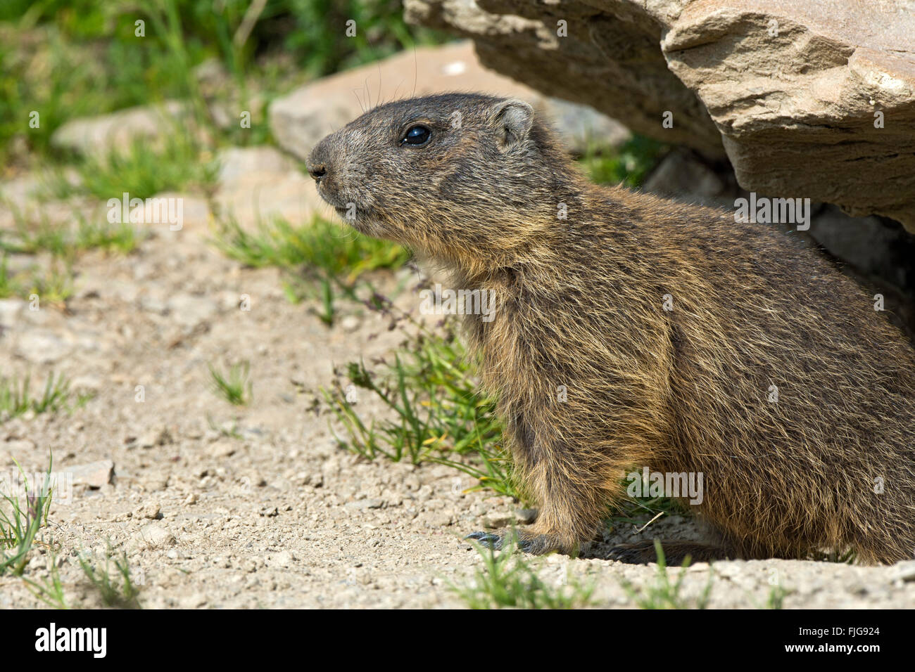Marmotte des Alpes (Marmota marmota) peeking out du terrier, progéniture, Alp Trida, Samnaun, Canton des Grisons, Suisse Banque D'Images
