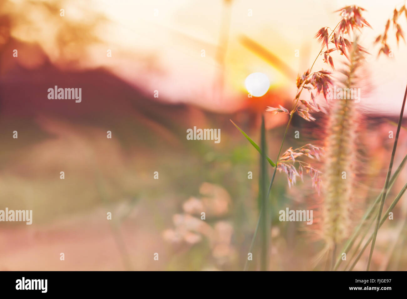 Résumé Compte tenu de la nature romantique fleur de l'herbe et le coucher du soleil en arrière-plan de l'humeur douce couleur rose doux rêveur Banque D'Images