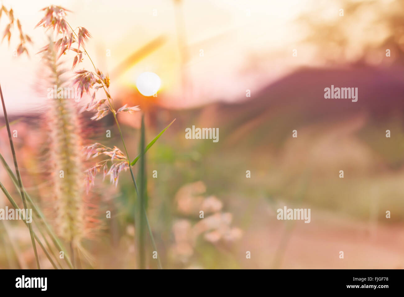 Résumé Compte tenu de la nature romantique fleur de l'herbe et le coucher du soleil en arrière-plan de l'humeur douce couleur rose doux rêveur Banque D'Images
