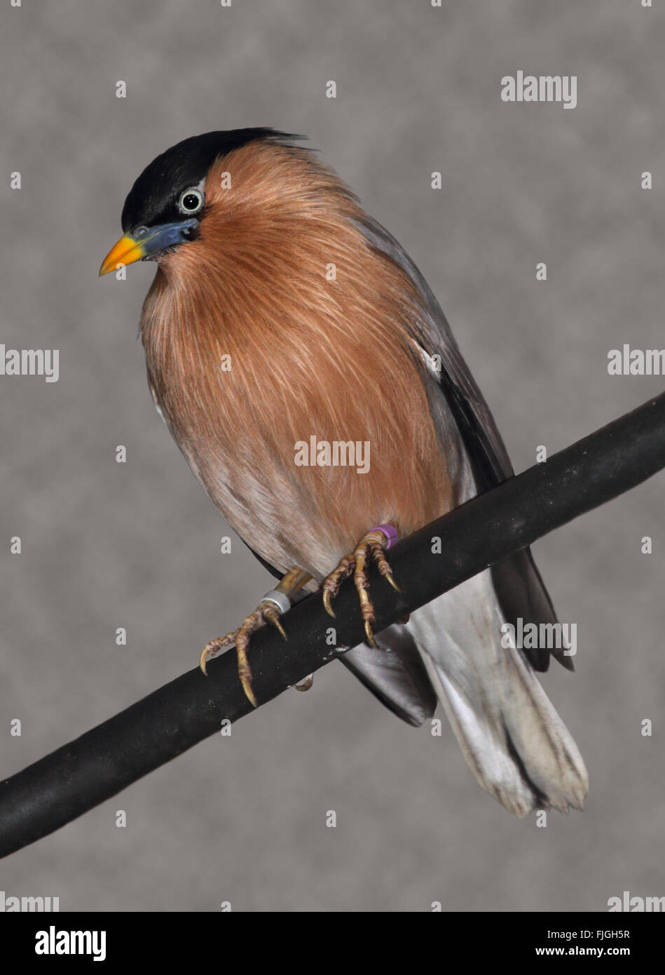 Starling pagode (sturnia pagodarum) également connu sous le nom de Myna et Myna Brahminy Pagode Banque D'Images