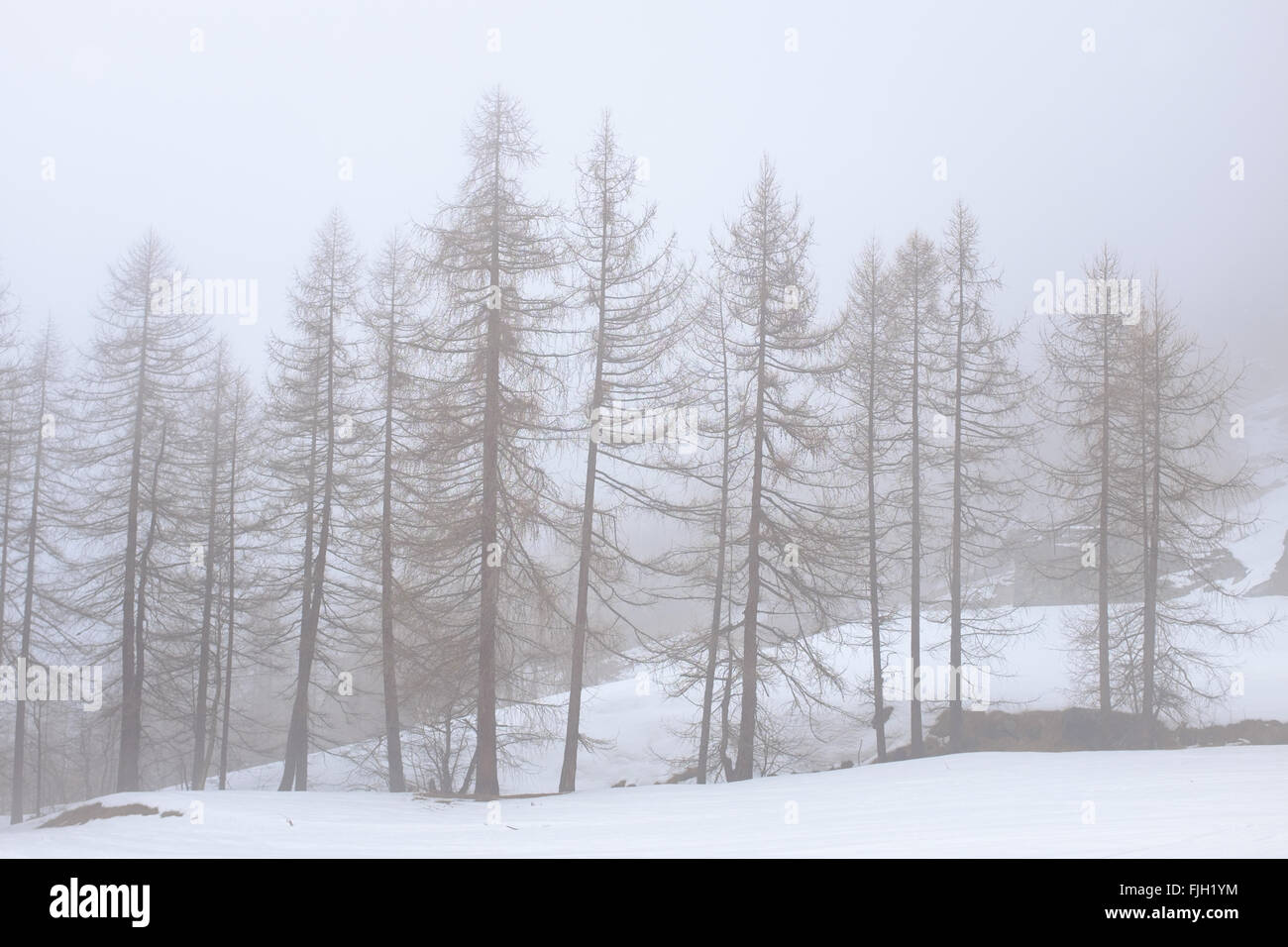 Arbres couverts de brouillard dans la neige Banque D'Images