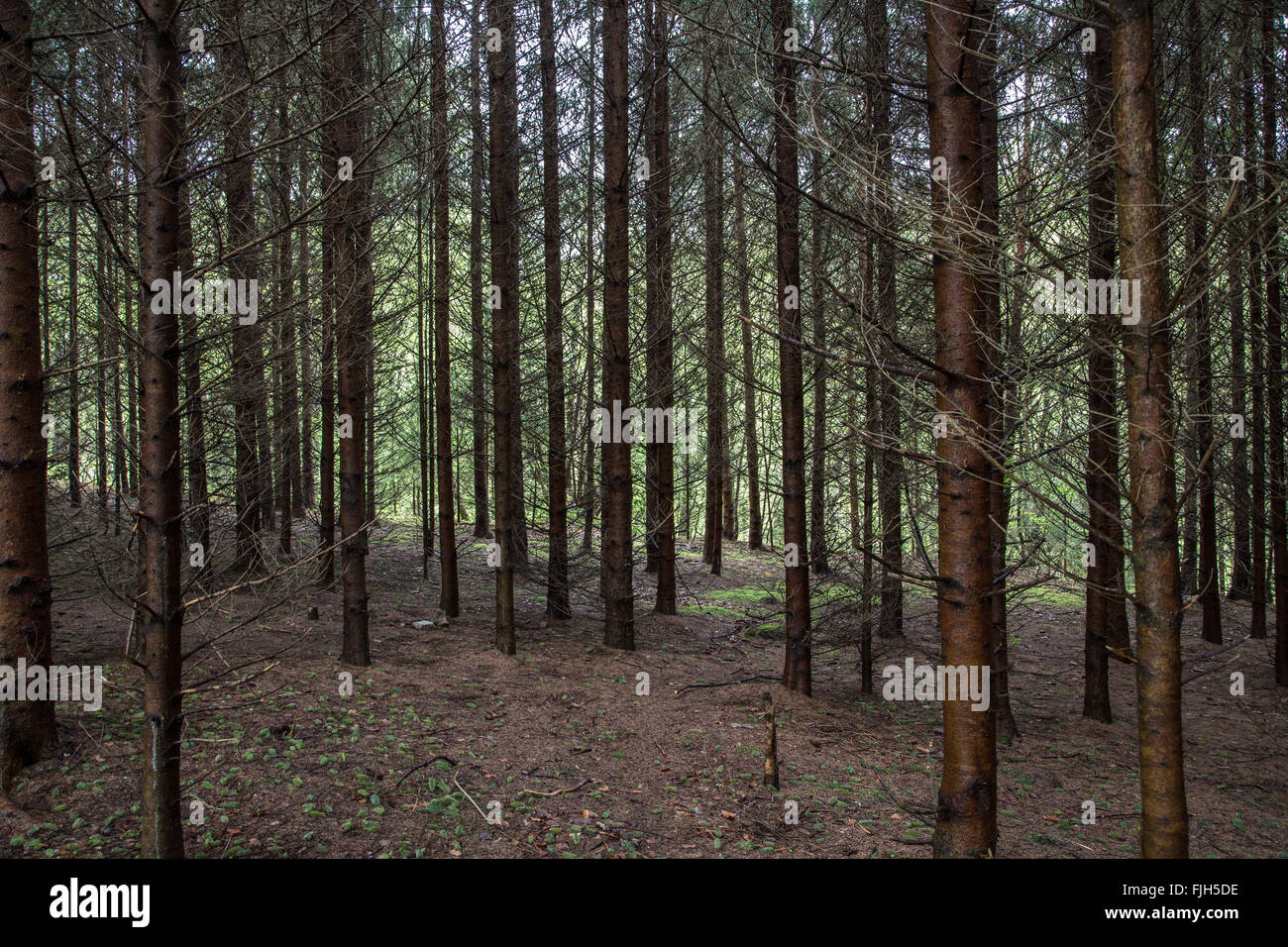 À l'intérieur d'une forêt de conifères, le sol, les troncs et branches basses, l'arrière-plan lumineux vert printemps perspective Banque D'Images