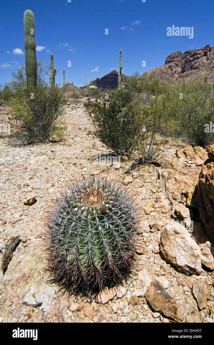 Fishhook barrel cactus / candy barrel cactus (Ferocactus wislizeni) dans le tuyau d'Orgue Cactus National Monument, Arizona, USA Banque D'Images