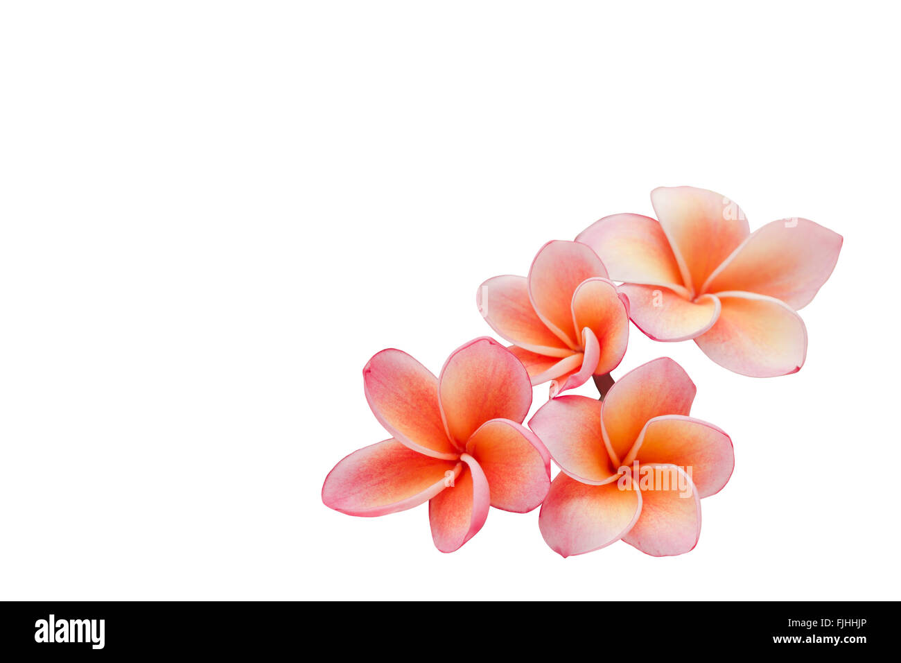 Belle fleur rose doux isolé ou plumeria frangipani sur fond blanc Banque D'Images