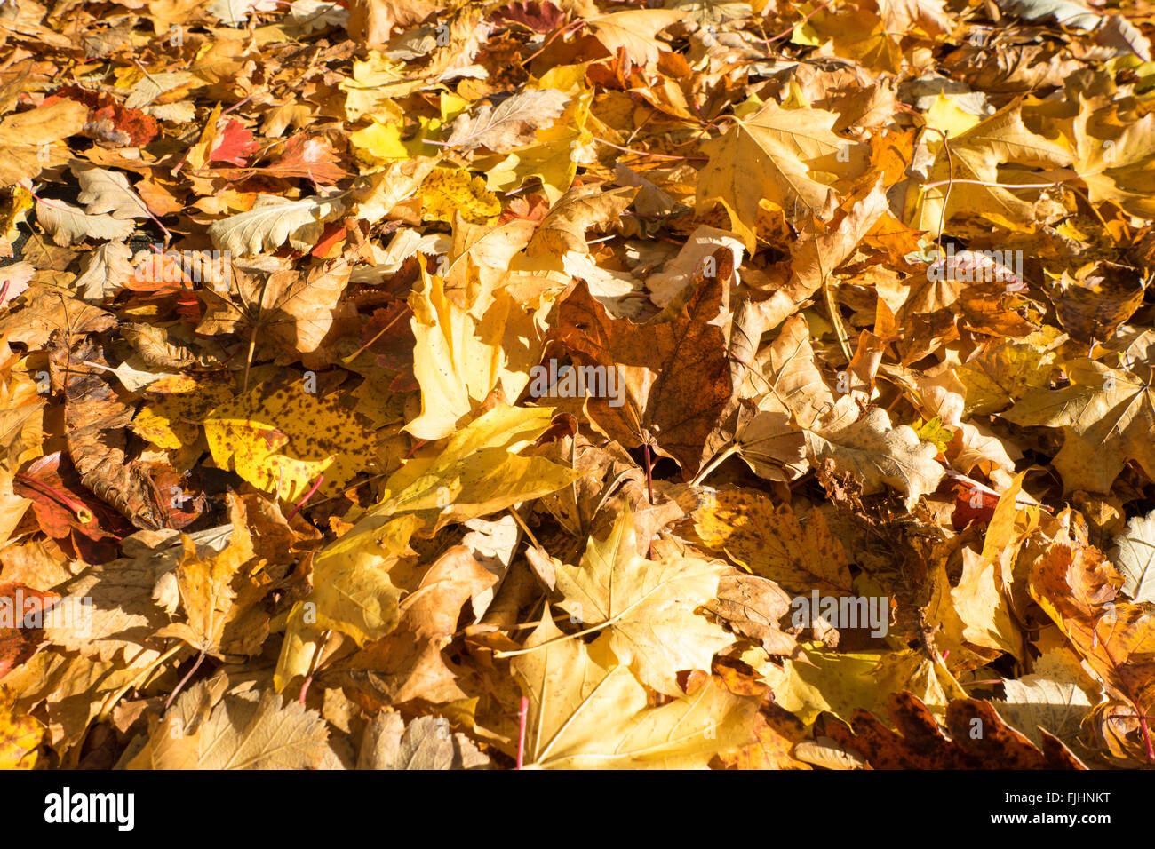 Feuilles d’automne Banque D'Images