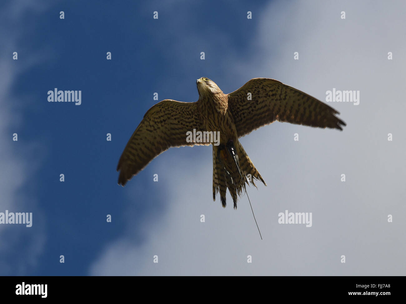 Faucon crécerelle Falco tinnunculus'oiseau de surveiller le dispositif de repérage GPS tracker la fauconnerie uk Banque D'Images