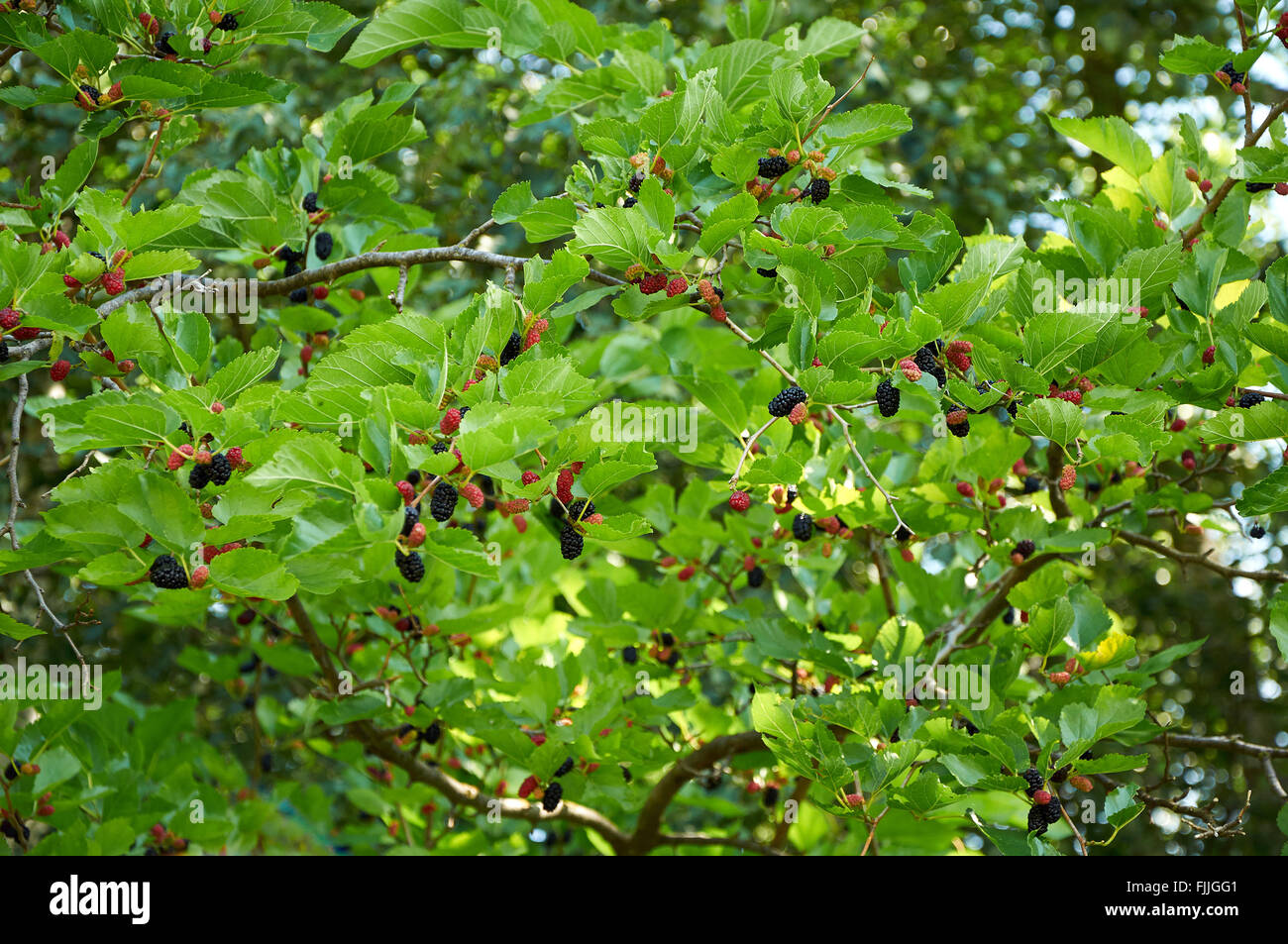 Branche de mûrier noir avec rouge mûre et de petits fruits encore verts Banque D'Images