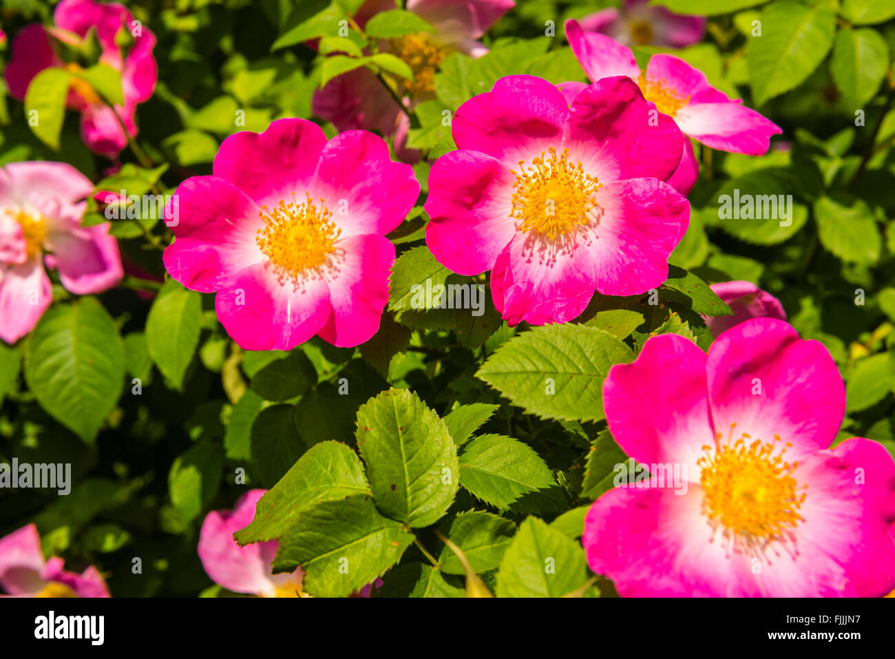 Bush de belle pink dog-roses dans un jardin. Plan horizontal Banque D'Images