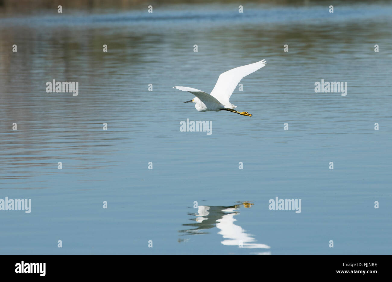 Egret survolant l'étang d'une réflexion Banque D'Images