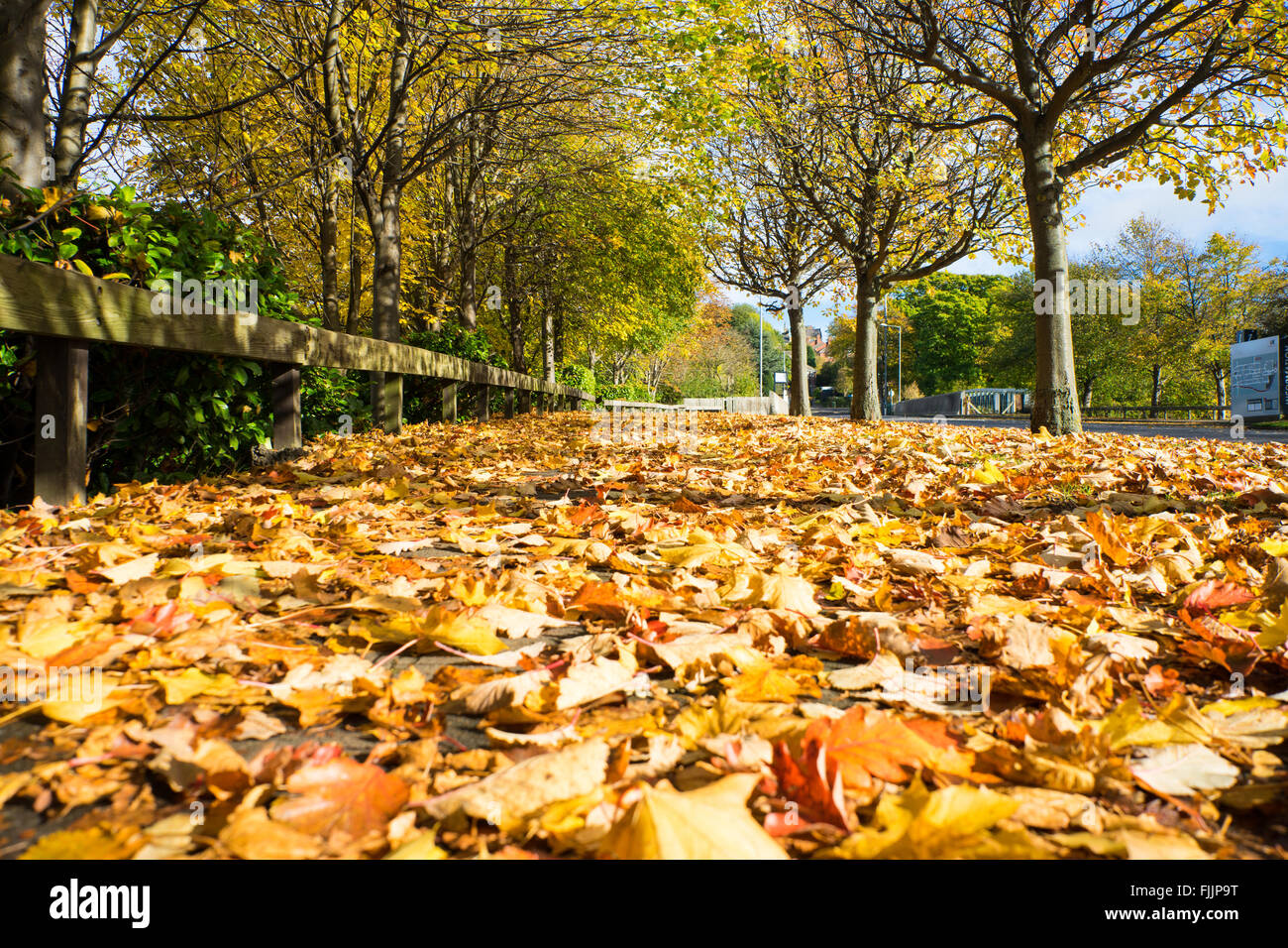 Sentier de feuilles d'automne Banque D'Images