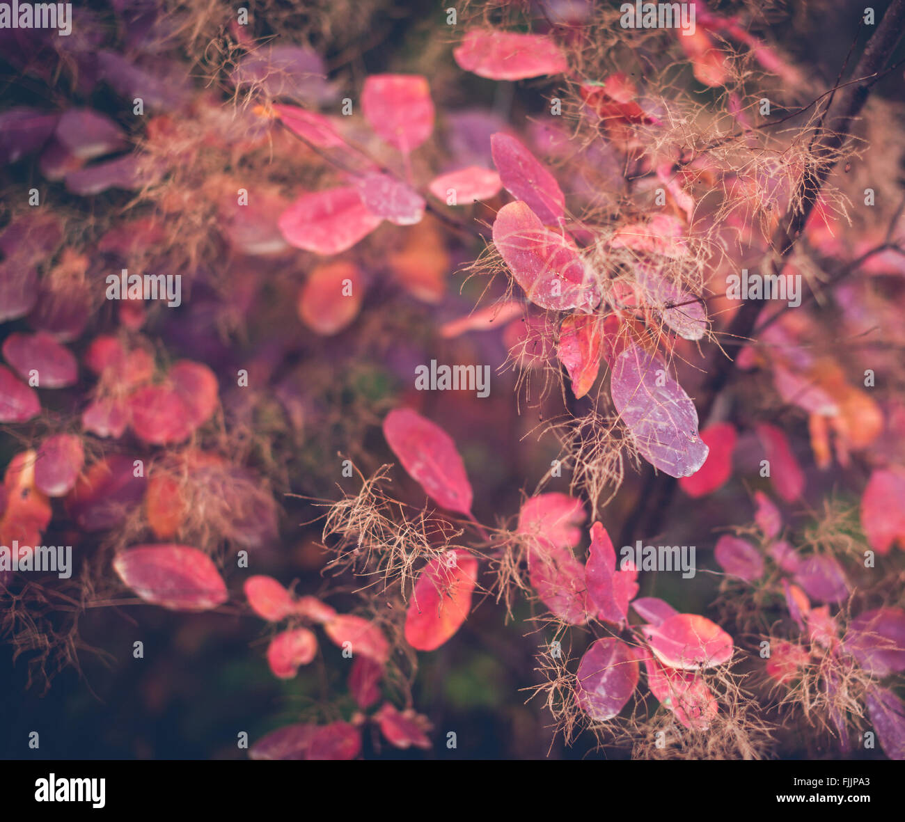 Belle nature fond d'automne avec les feuilles colorées sur branch in soft focus. Abstract. La tonalité Vintage Banque D'Images