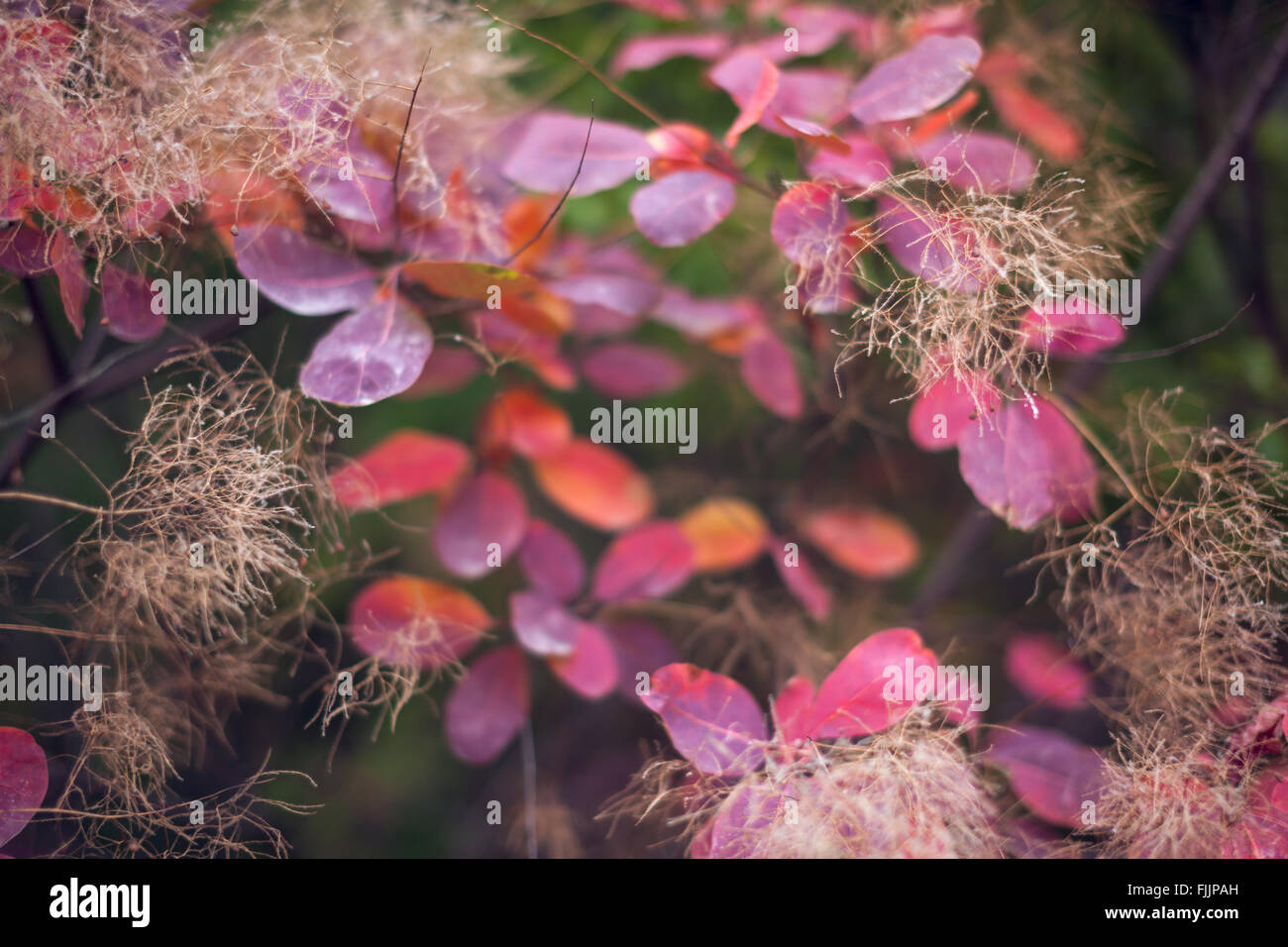 Belle nature fond d'automne avec les feuilles colorées sur branch in soft focus. Abstract. La tonalité Vintage Banque D'Images