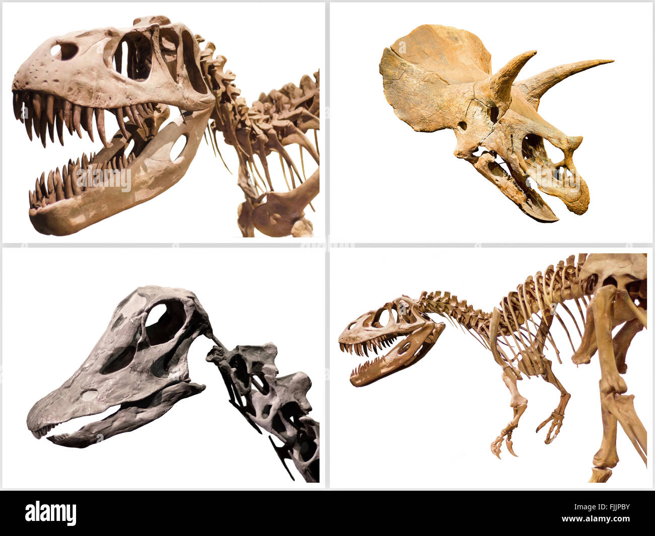 Jeu de dinosaures squelette T-Rex, Diplodocus, Triceratops, isolé sur blanc l'arrière-plan. Banque D'Images